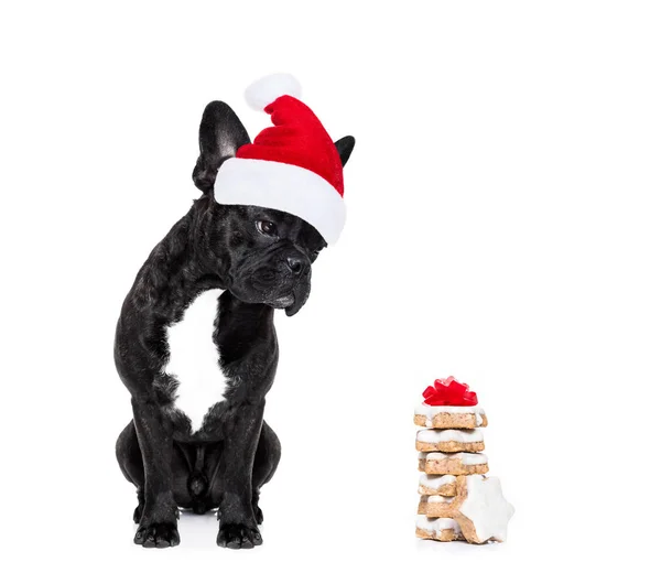 Σκύλος santa Χριστούγεννα — Φωτογραφία Αρχείου