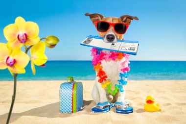 chek pass yaz köpek yatılı olarak