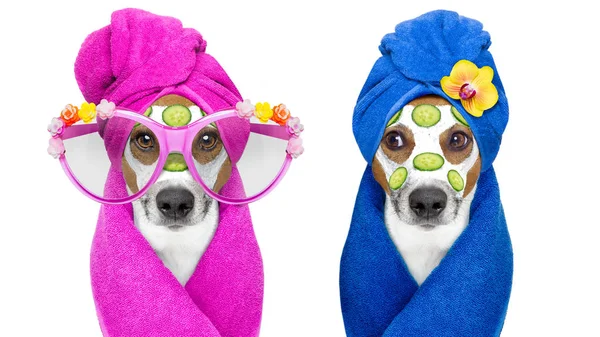 Cães com uma máscara de beleza spa bem-estar — Fotografia de Stock