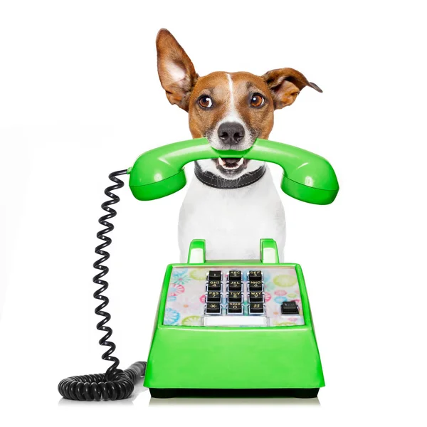 Hond op de telefoon — Stockfoto