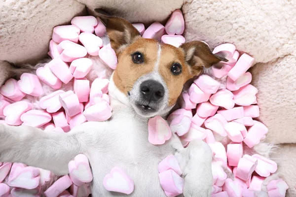 Dog love  valentines selfie — Stock Photo, Image