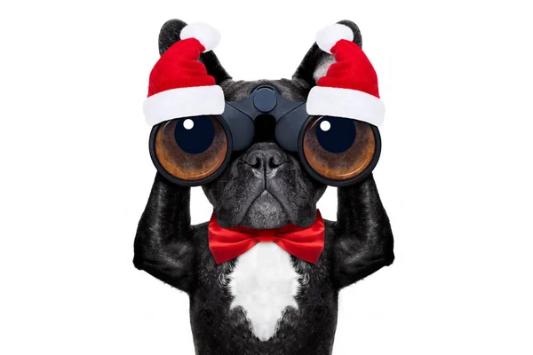 Noel Baba Noel köpek — Stok fotoğraf