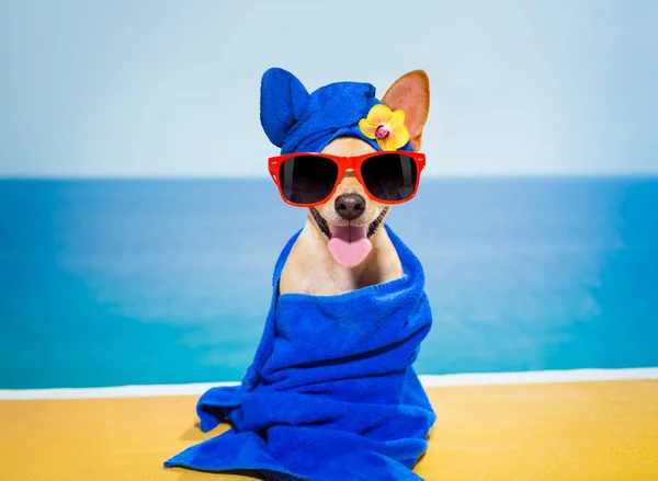 Welness beauty spa dog — Stok Foto