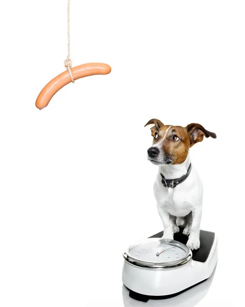 Dog on scale , with overweight — Stock Photo, Image