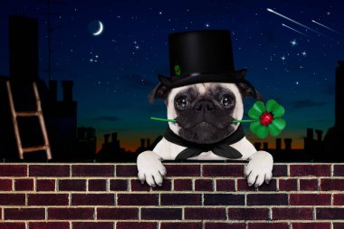 mutlu yeni yıl köpek celberation
