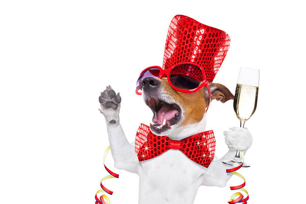 Godt Nytår hund celberation - Stock-foto