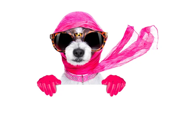 Diva chic dog — Stock Photo, Image