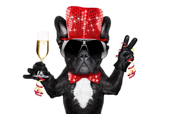 Happy new year dog celberation — Stock Photo, Image