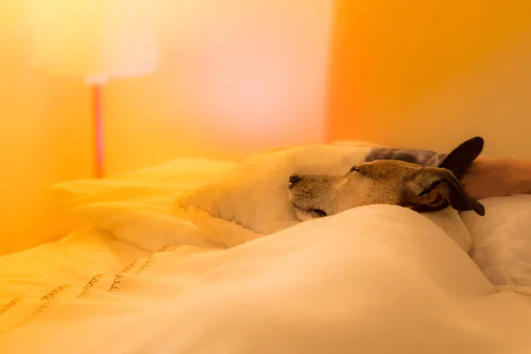 Cão doente, doente ou dormindo — Fotografia de Stock