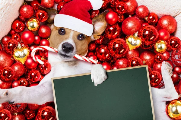 サンタ クロースのクリスマス犬とクリスマス ボールの背景として — ストック写真