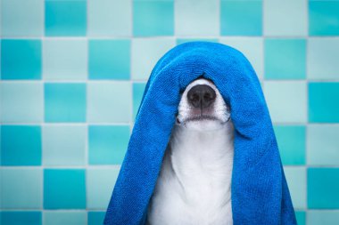 köpek duş veya Sağlık Spa