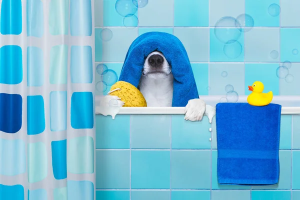 Perro en la ducha — Foto de Stock