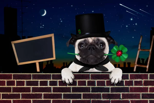 Gott nytt år hund celberation — Stockfoto