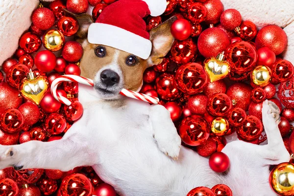 サンタ クロースのクリスマス犬とクリスマス ボールの背景として — ストック写真