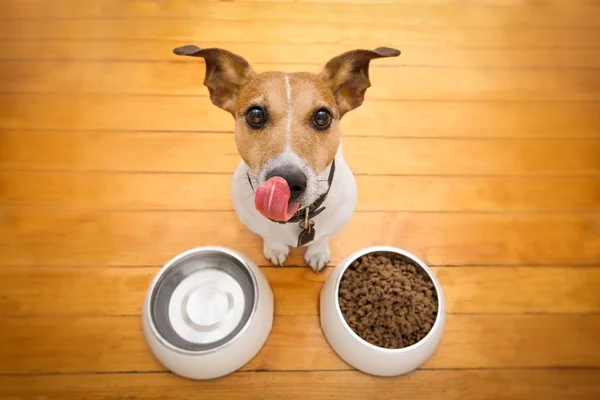 Ciotola per cani affamati — Foto Stock