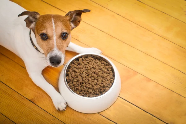 Tazón de perro hambriento —  Fotos de Stock