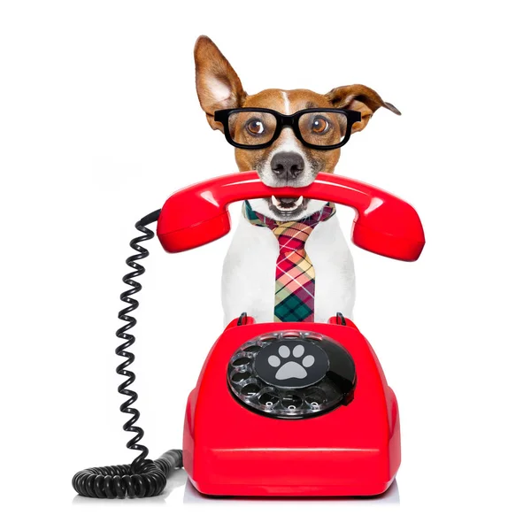 Hund am Telefon — Stockfoto