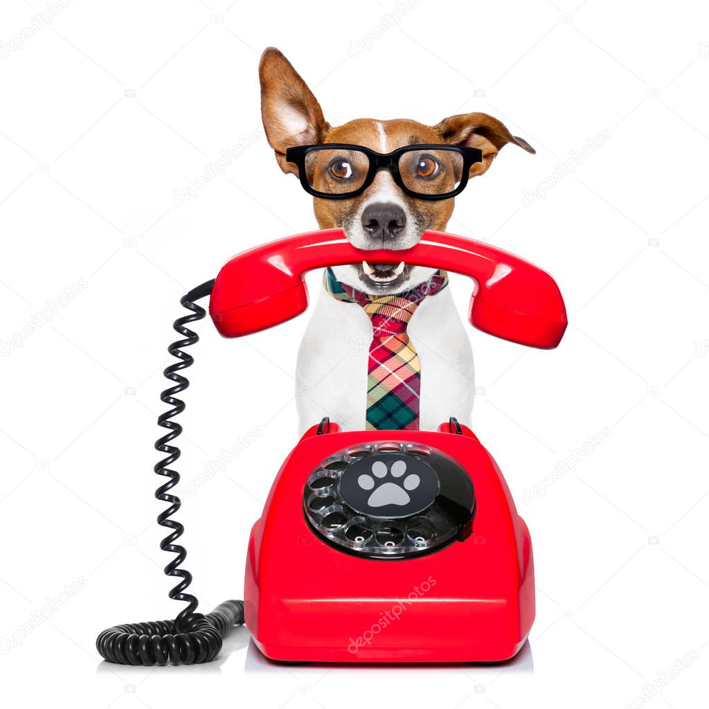 dog on the phone