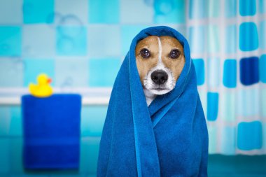 köpek duş veya Sağlık Spa
