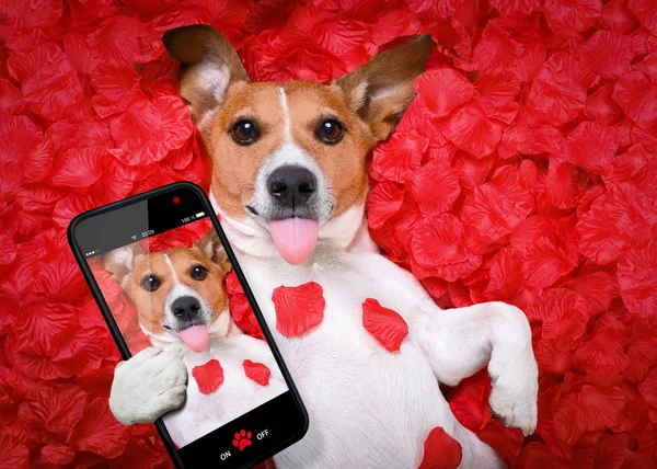 köpek aşk Sevgililer selfie gül