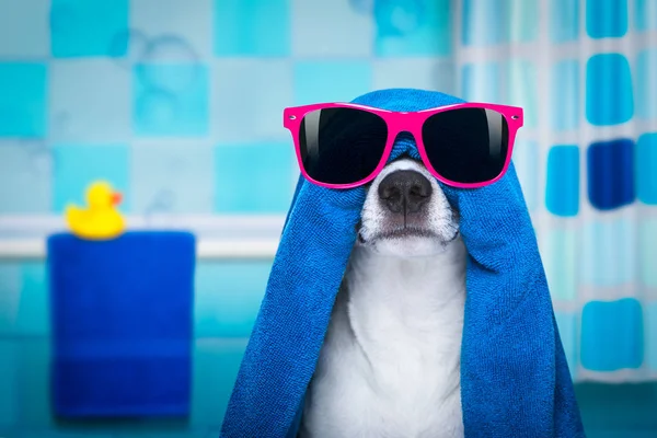 Hund in Dusche oder Wellness-Spa — Stockfoto