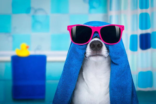 Dog in shower  or wellness spa — Stock Photo, Image