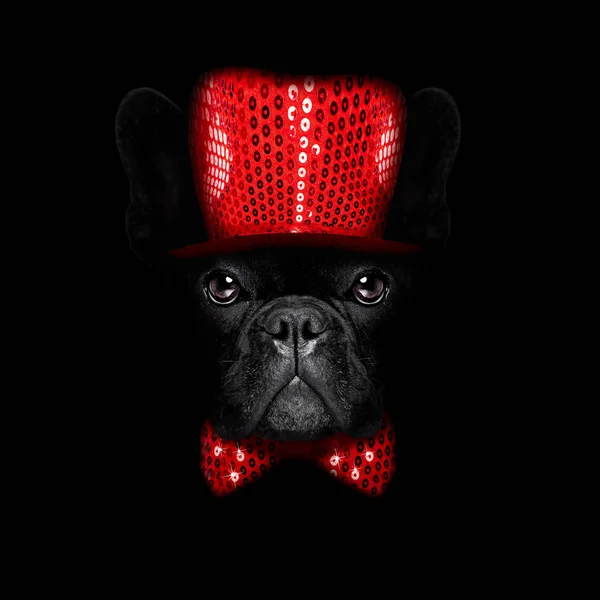 New years eve  dog on black backgroud — Stock Photo, Image