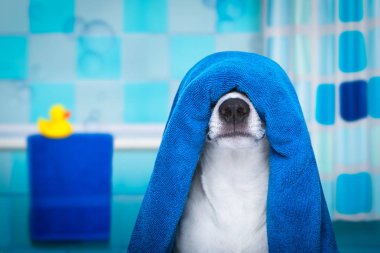 köpek duş veya Sağlık Spa