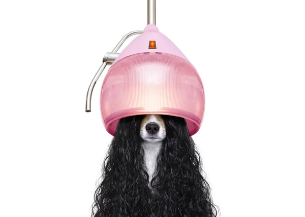 Hund trocknet Haare beim Friseur — Stockfoto