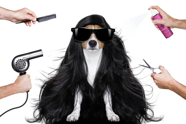 Grooming dog at the hairdressers — Stock Photo, Image