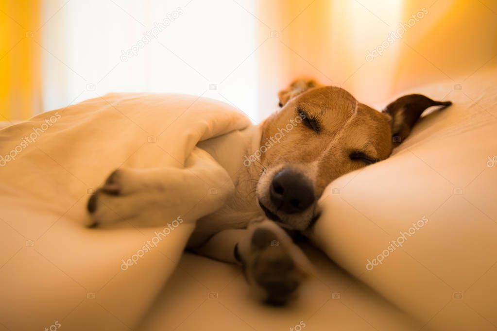 dog sick , ill or sleeping