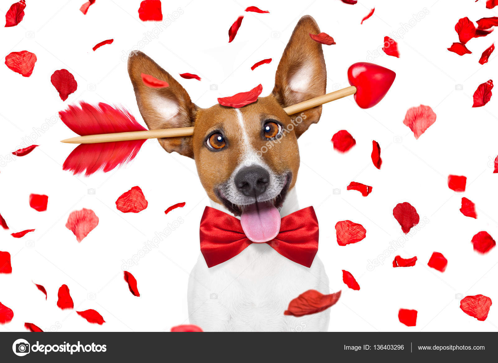 Verrückt in der Liebe valentines Hund Stockfotografie lizenzfreie