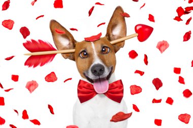 çılgın aşk Sevgililer köpek 
