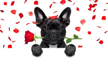 Sevgililer köpek aşık