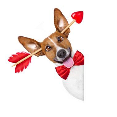 çılgın aşk Sevgililer köpek 