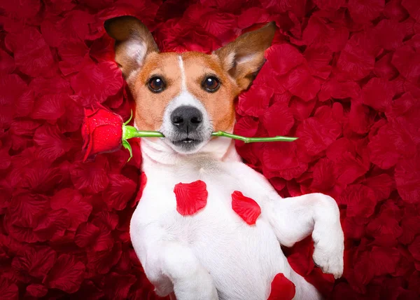 Hond liefde steeg valentines — Stockfoto