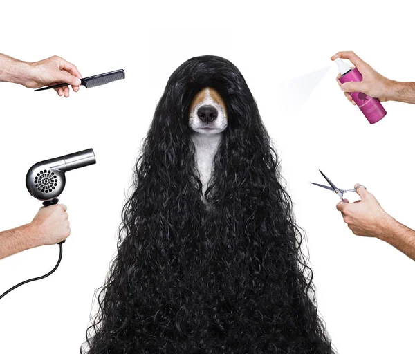 Pflegehund beim Friseur — Stockfoto