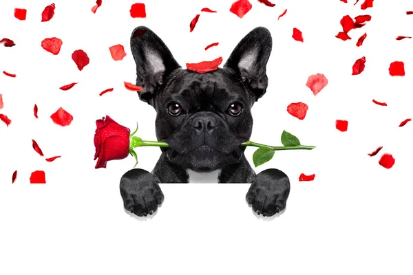 Valentines dog in love — Stock Photo, Image