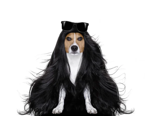 Perro de aseo en los peluqueros — Foto de Stock