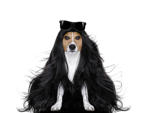 Grooming dog at the hairdressers — Stock Photo, Image