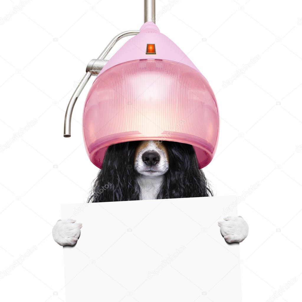 groomers dog under drying hood