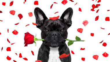 köpek uyuyan Sevgiliye