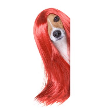 Kuaför, köpek bakım