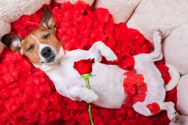 köpek uyuyan Sevgiliye