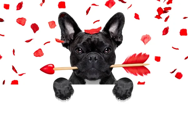 Cane che dorme San Valentino — Foto Stock