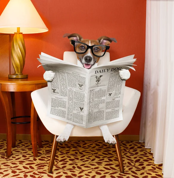 Cão ler jornal em casa — Fotografia de Stock