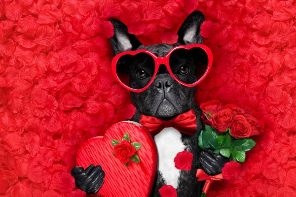 Valentines cão no amor — Fotografia de Stock