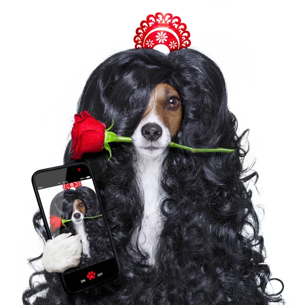 Valentines in liefde Spaanse lola hond — Stockfoto