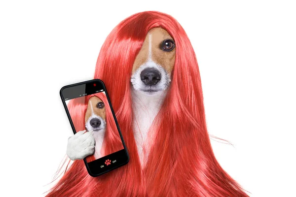 Grooming dog at the hairdressers — Stock Photo, Image