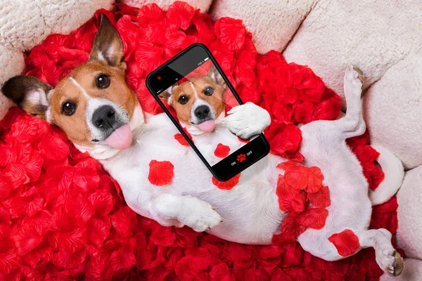 Το σκυλί αγάπη rose του Αγίου Βαλεντίνου selfie — Φωτογραφία Αρχείου